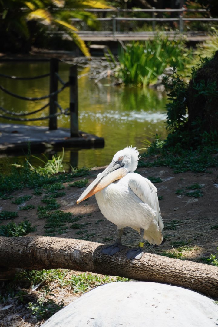 Dalmatian Pelican