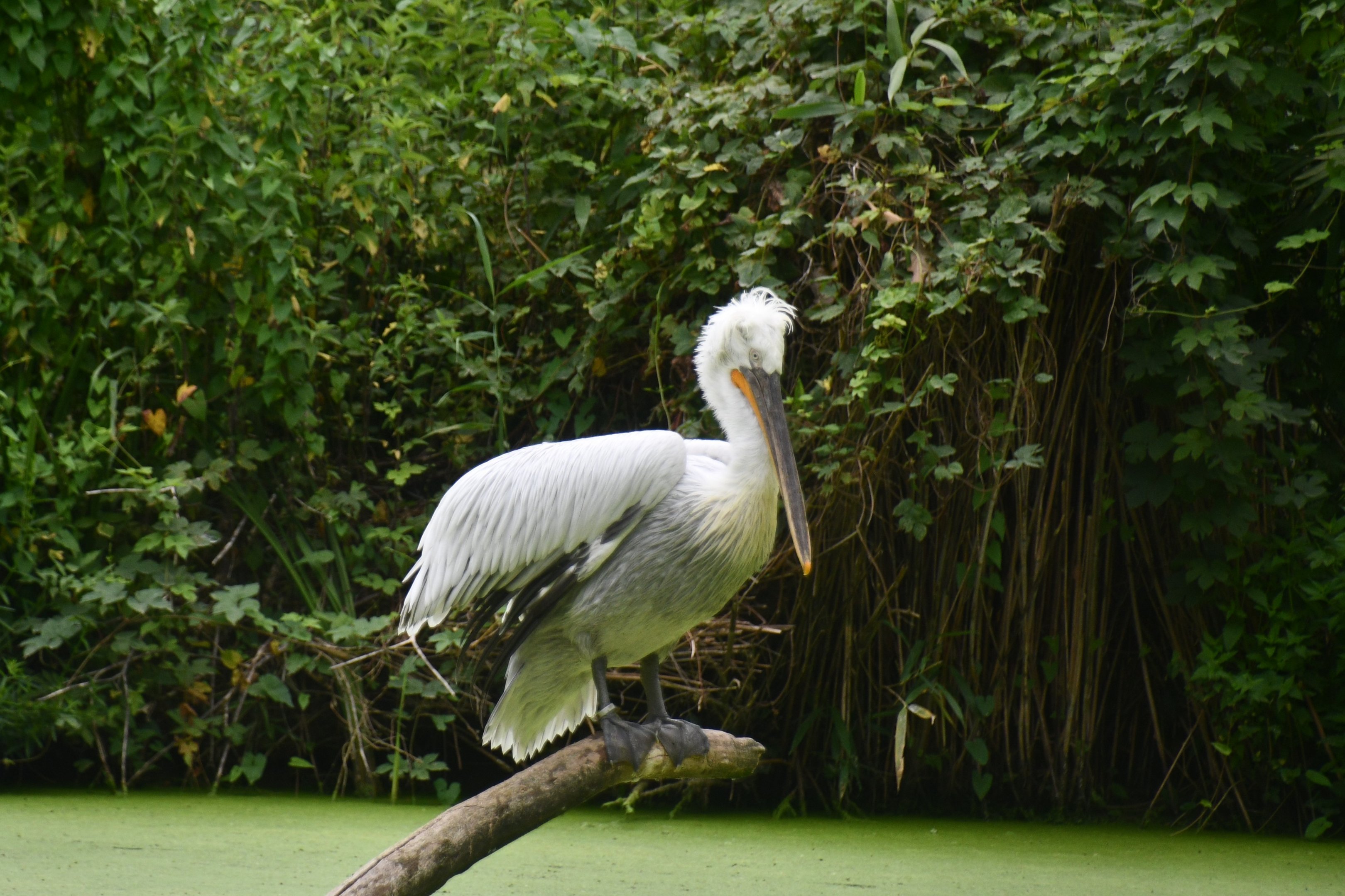 Dalmatian Pelican