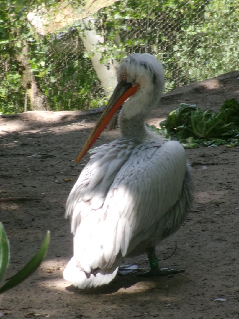 Dalmatian pelican