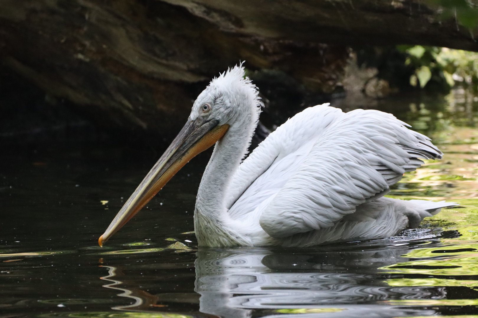 Dalmatian Pelican