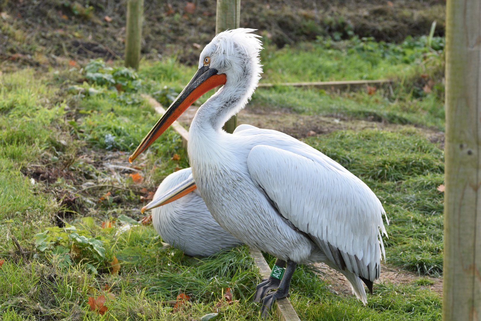 Dalmatian pelican