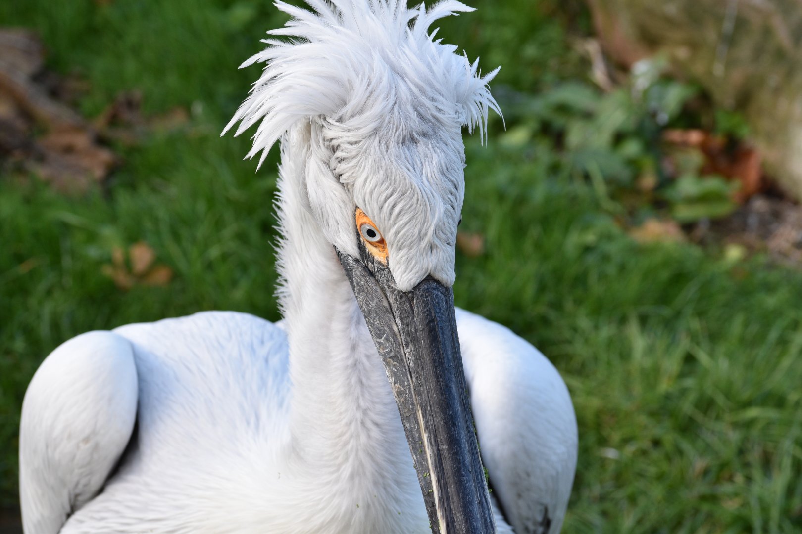 Dalmatian pelican