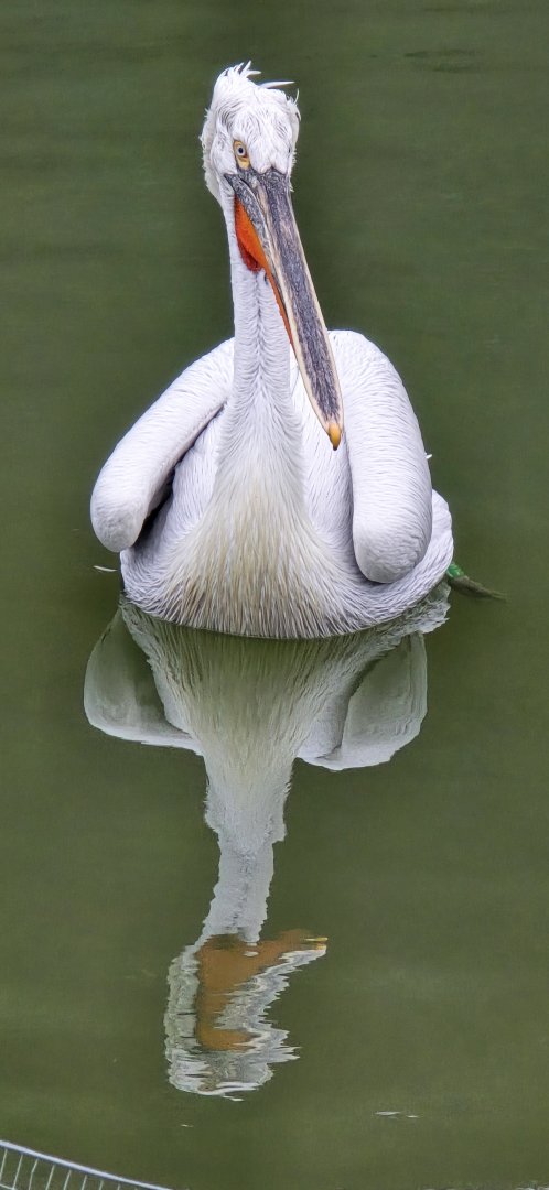 Dalmatian pelican