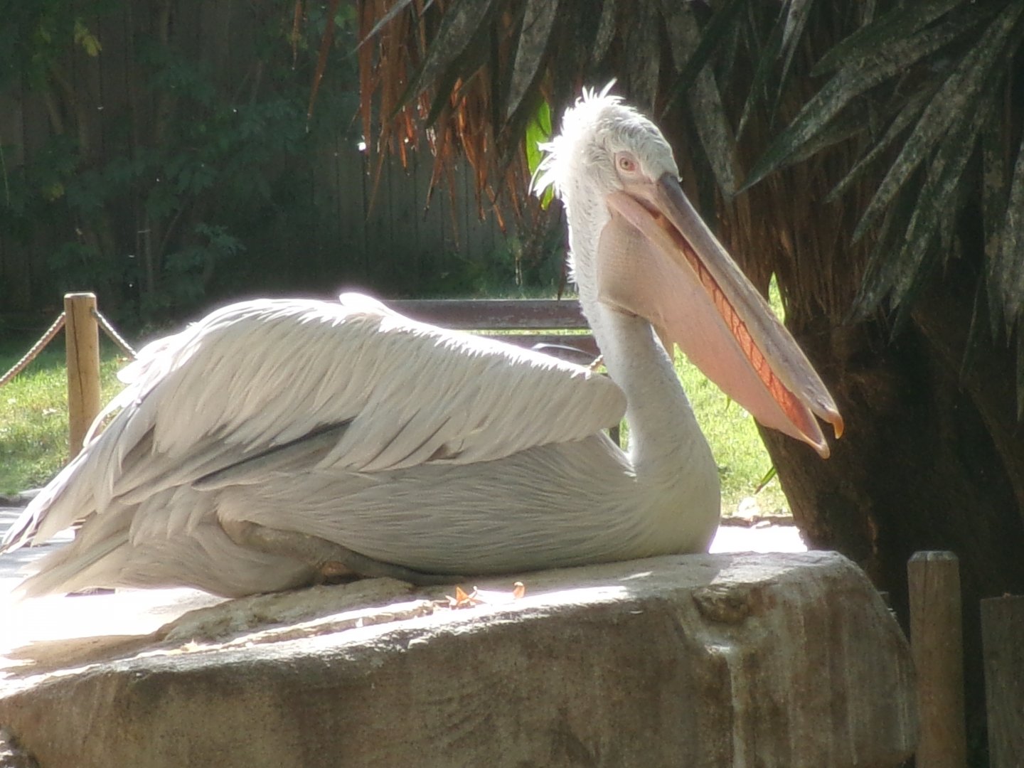 Dalmatian pelican