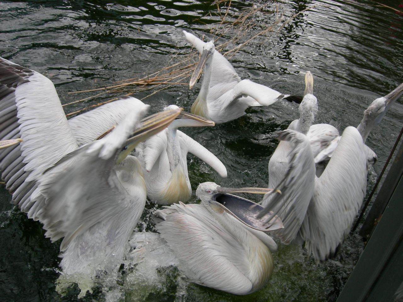 Dalmatian pelican