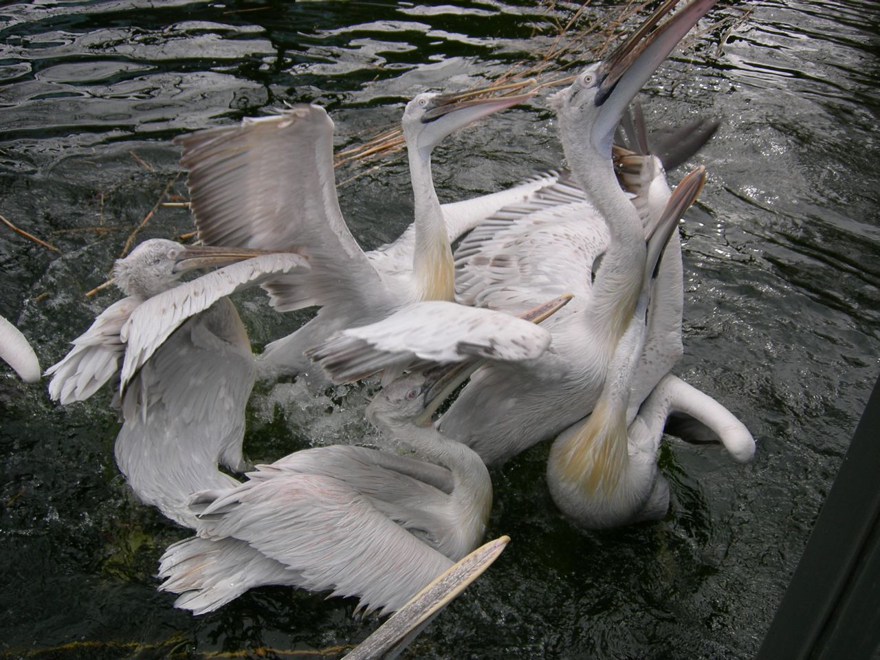 Dalmatian pelican