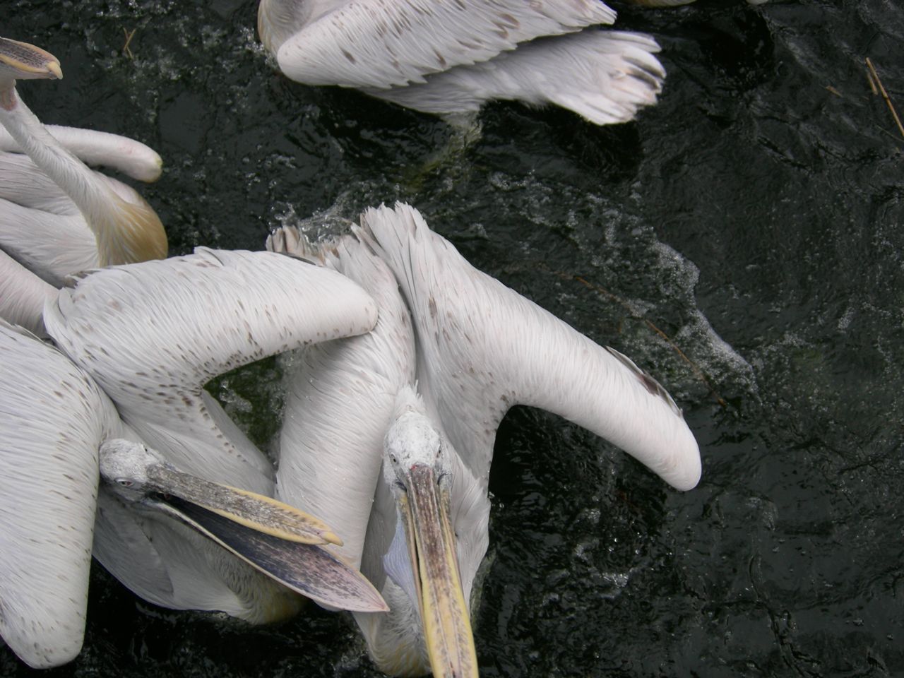 Dalmatian pelican