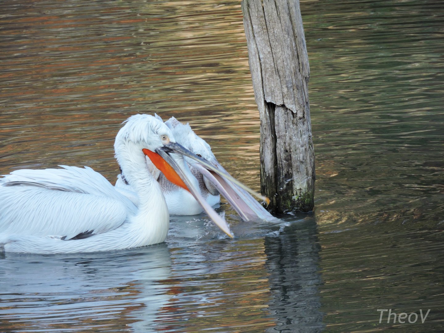 Dalmatian pelicans [2015]