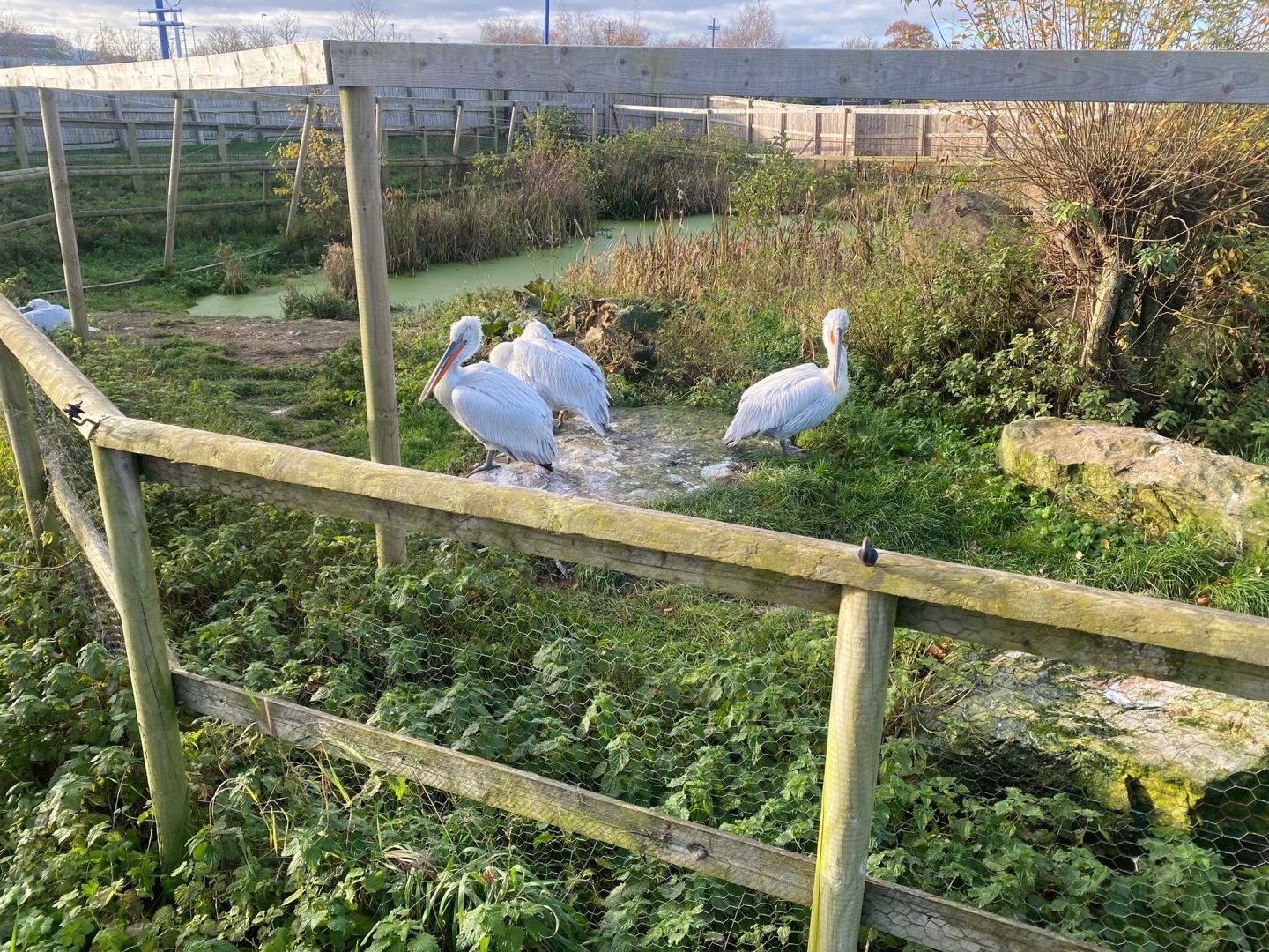 Dalmatian pelicans 251123
