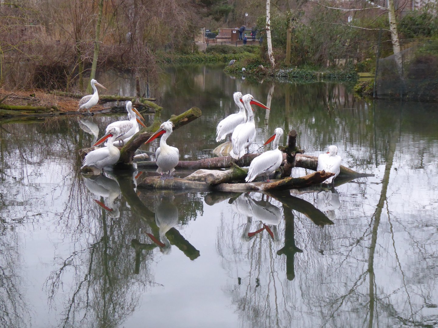 Dalmatian pelicans 280118