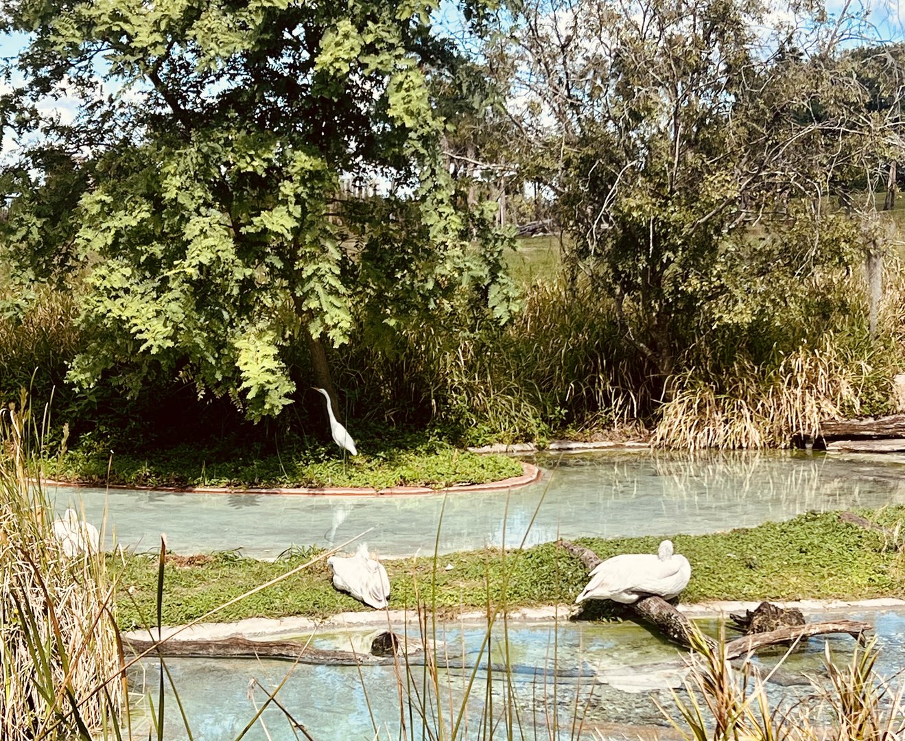 Dalmatian Pelicans and Great Egret