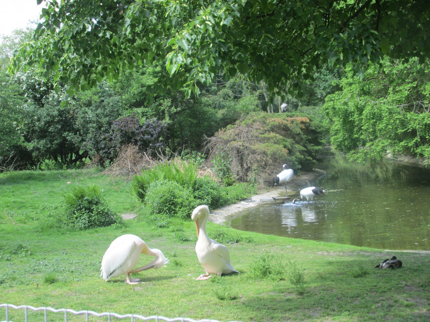 dalmatian pelicans and red crowned cranes