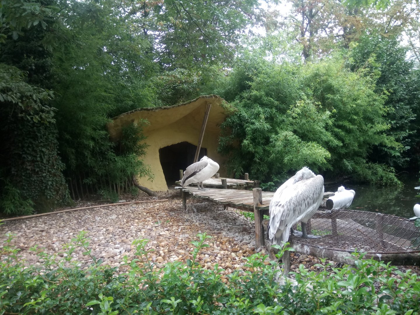 Dalmatian Pelicans Beach