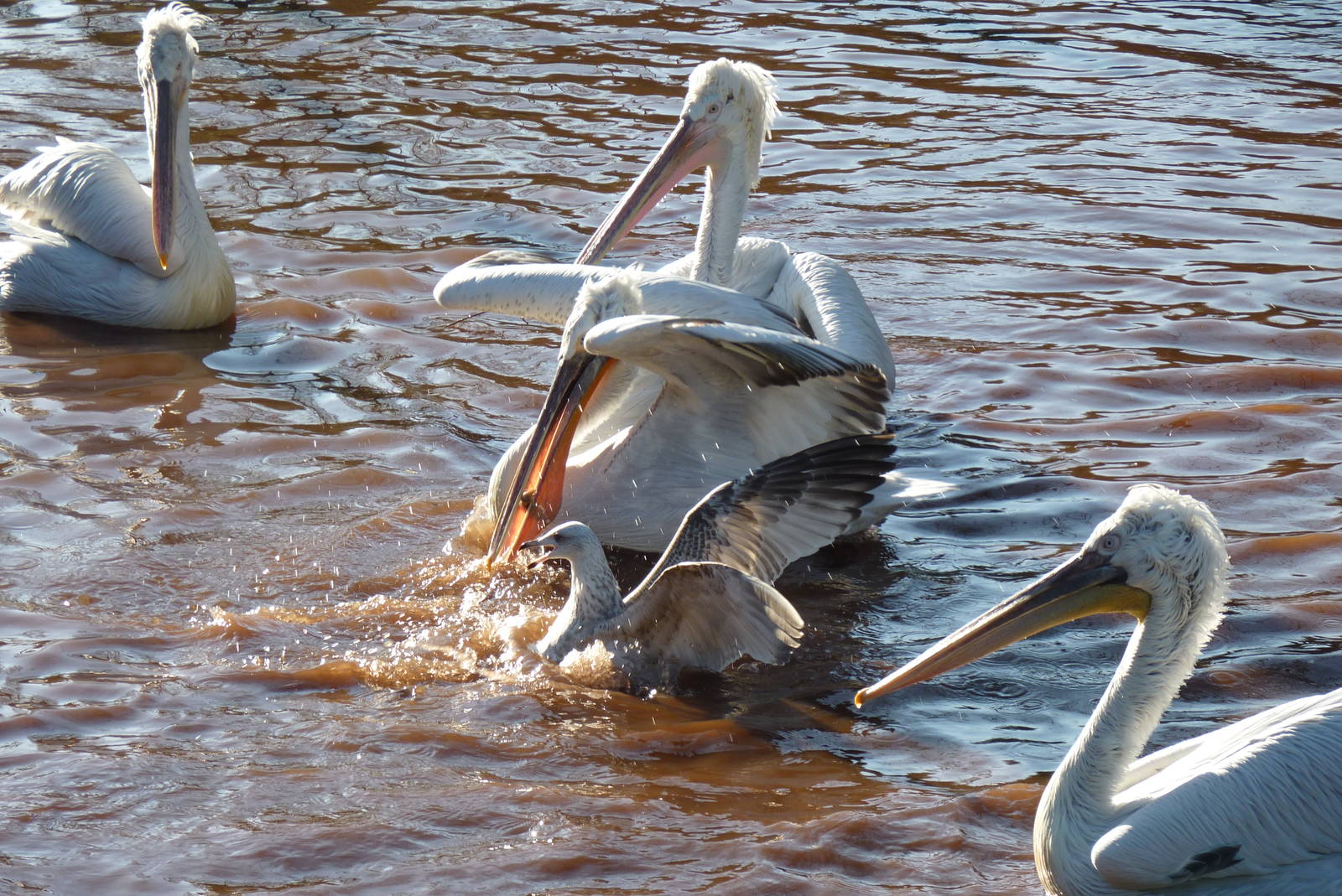 Dalmatian Pelicans, December 2014