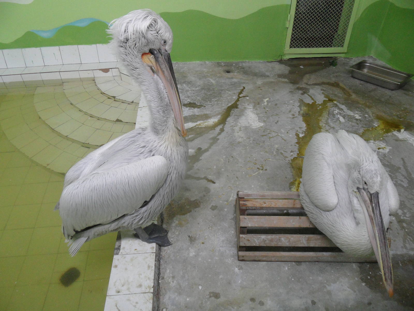 Dalmatian pelicans indoors