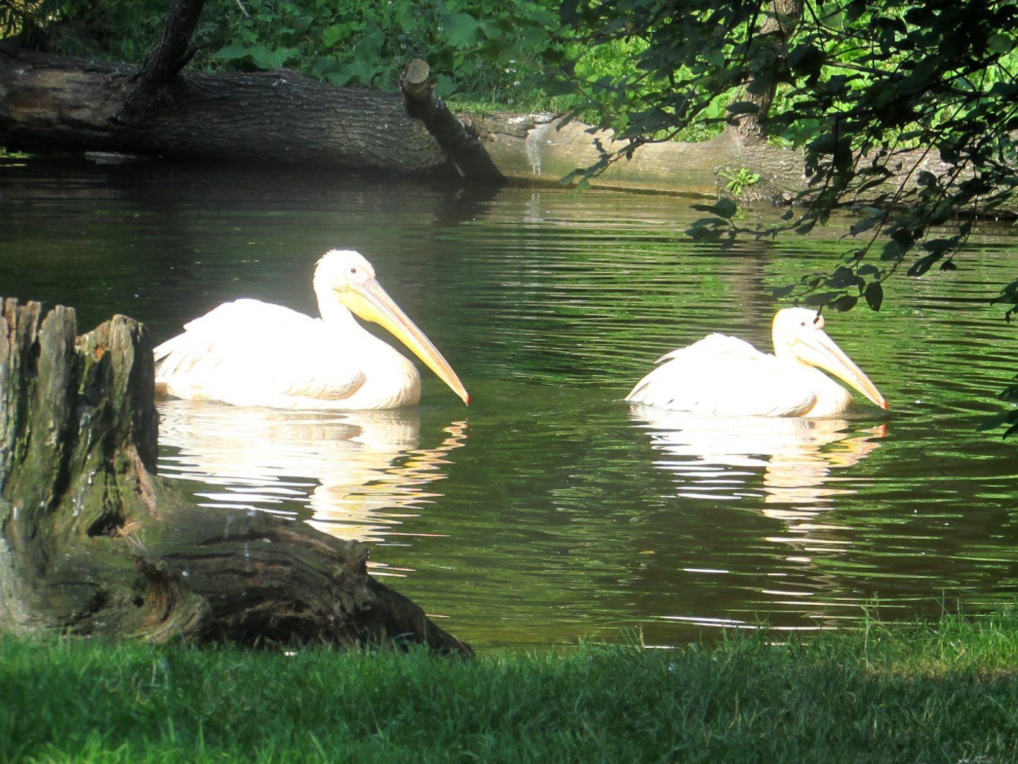 Dalmatian Pelicans - July/2017