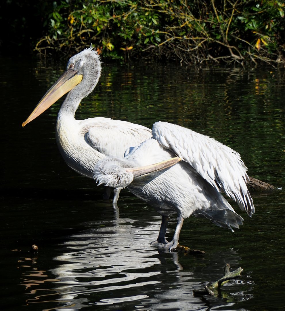 Dalmatian pelicans (Pelecanus crispsus), 2023-07-08