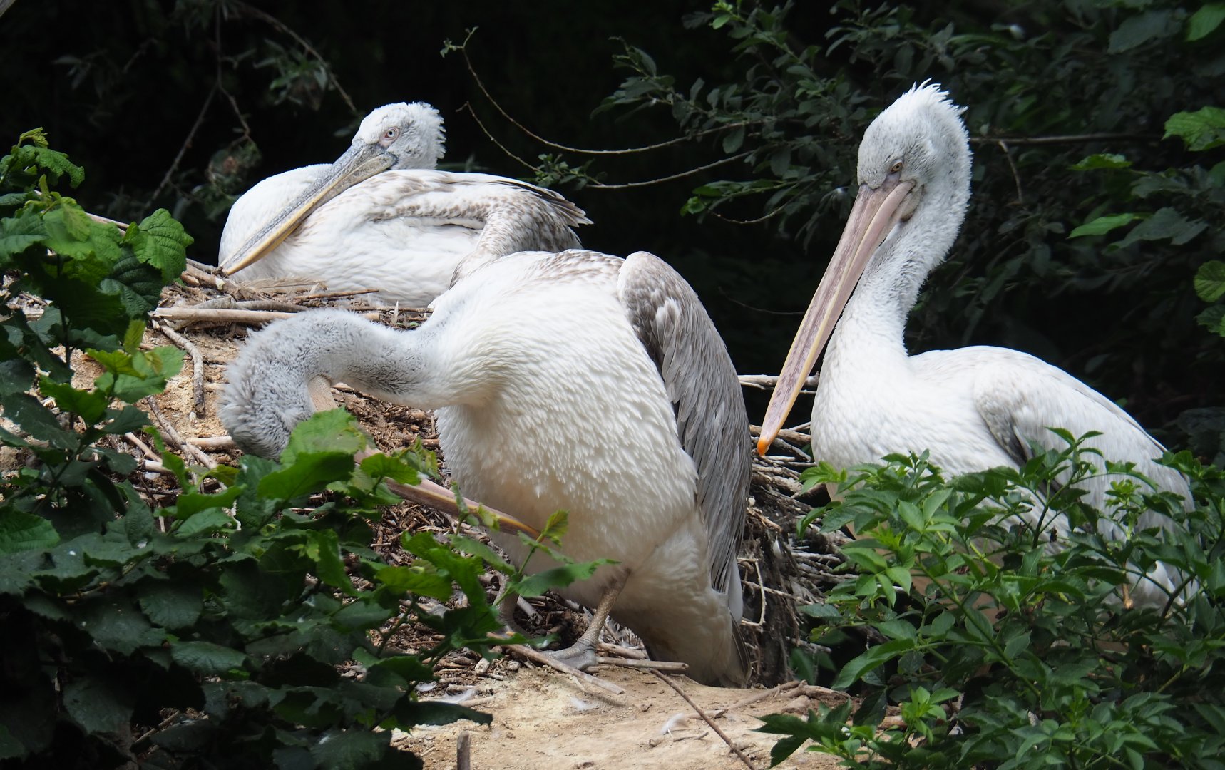 Dalmatian pelicans (Pelecanus crispus), 2019-08-11