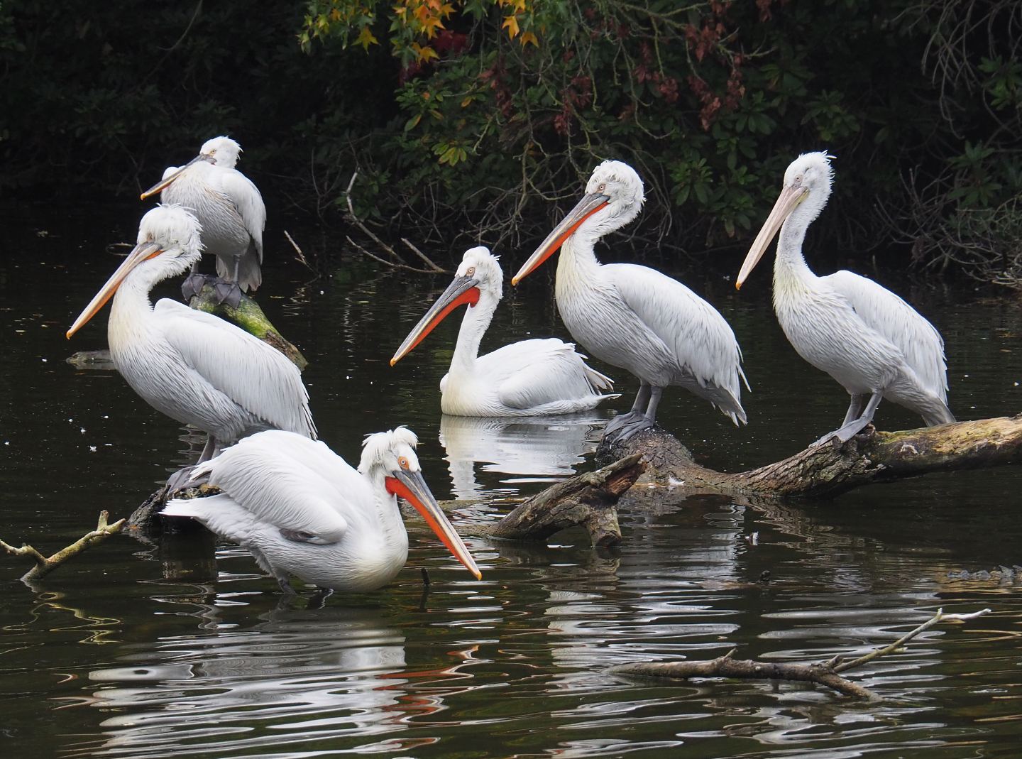 Dalmatian pelicans (Pelecanus crispus), 2020-10-19