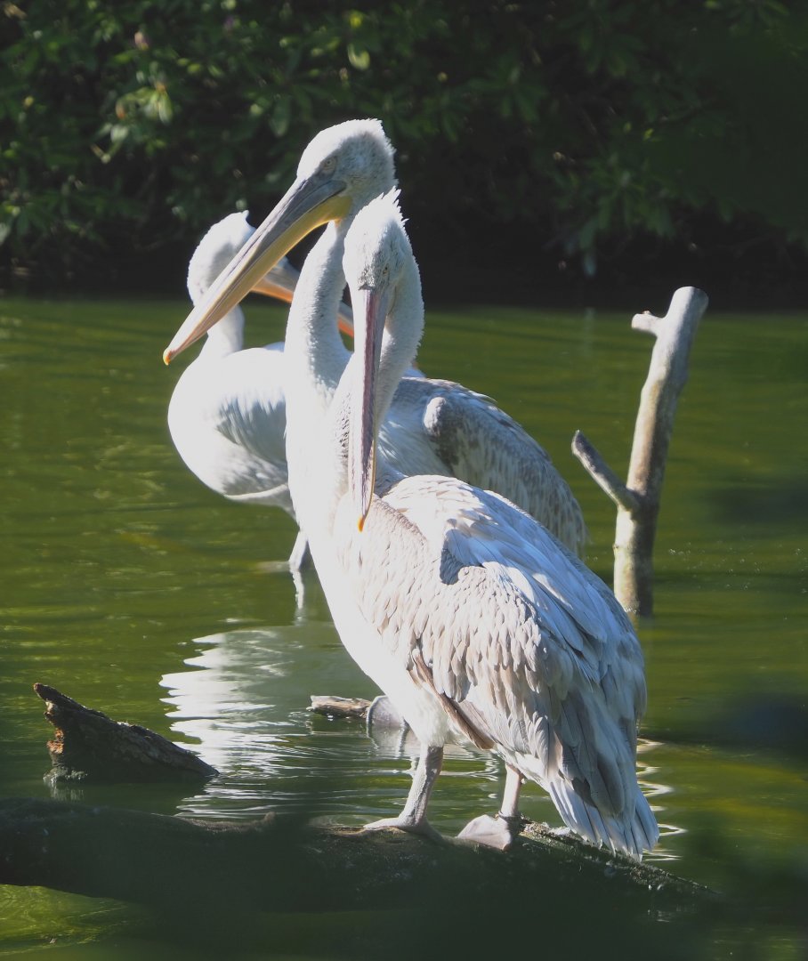 Dalmatian pelicans (Pelecanus crispus), 2021-06-01
