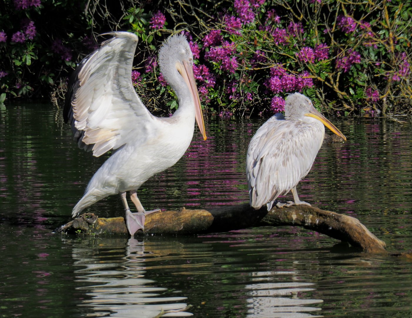 Dalmatian pelicans (Pelecanus crispus), 2021-06-01
