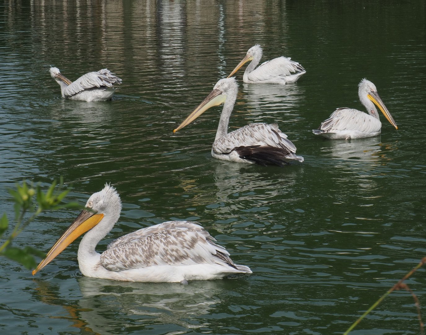 Dalmatian pelicans (Pelecanus crispus), 2021-07-20