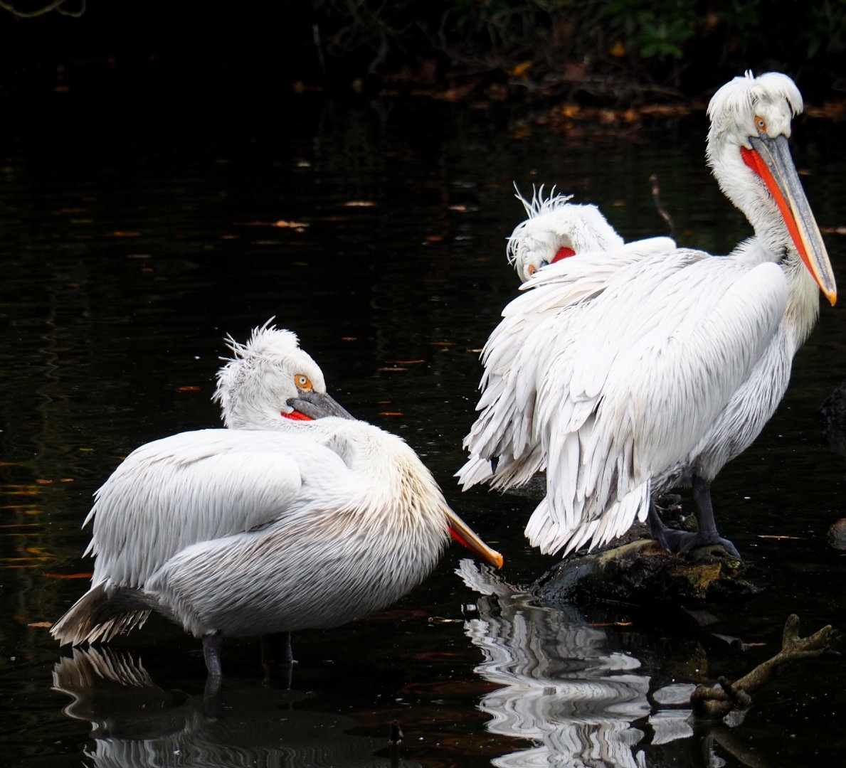 Dalmatian pelicans (Pelecanus crispus), 2021-11-06