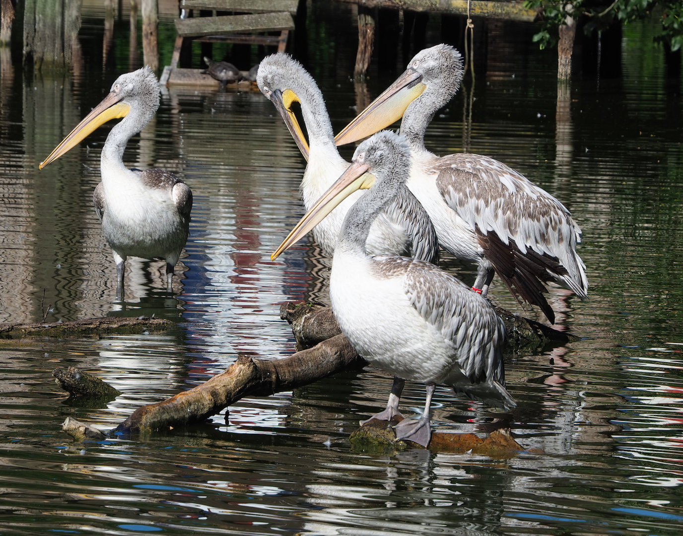 Dalmatian pelicans (Pelecanus crispus), 2022-06-15