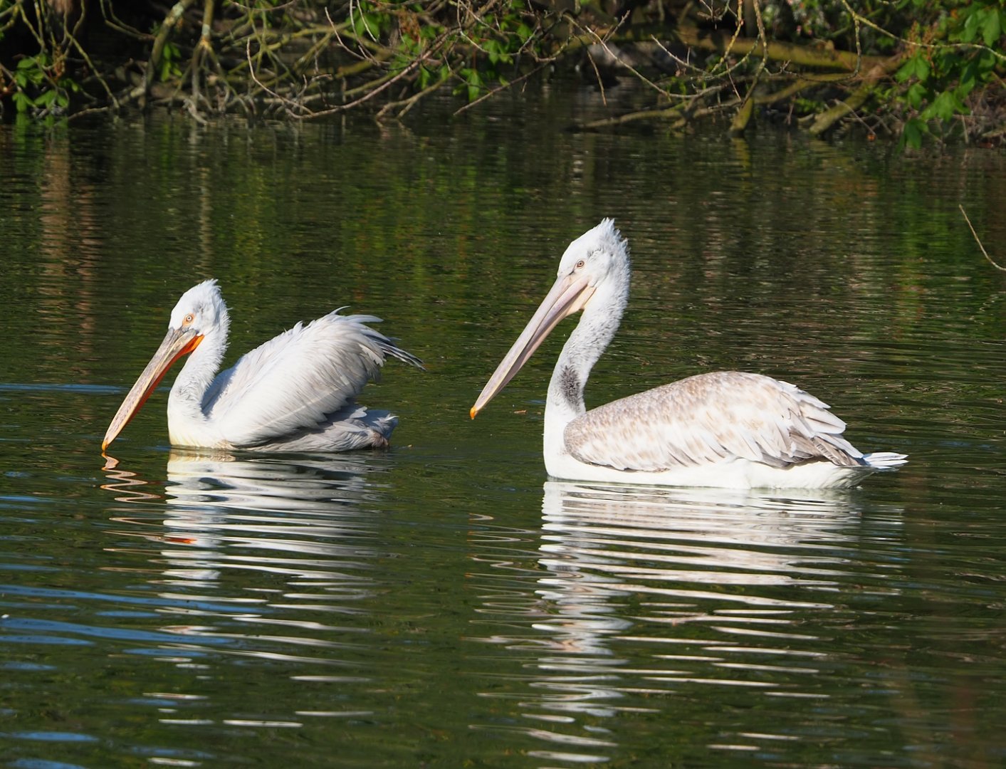 Dalmatian pelicans (Pelecanus crispus), 2023-04-18