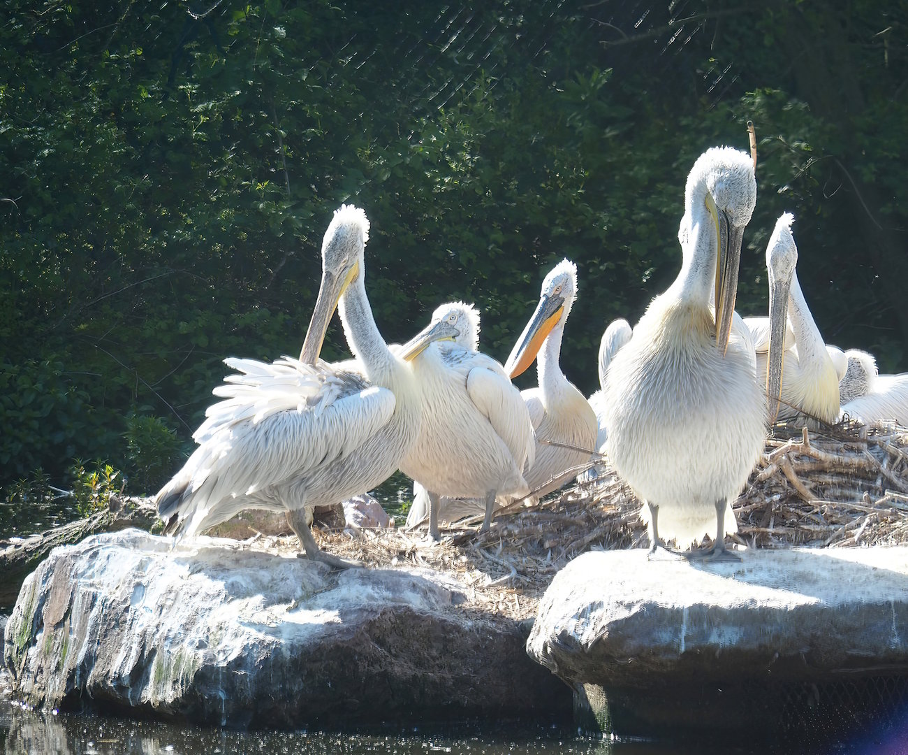 Dalmatian pelicans (Pelecanus crispus), 2023-05-19