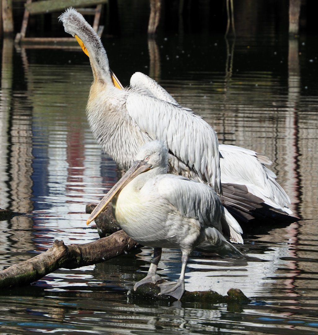 Dalmatian pelicans (Pelecanus crispus), 2023-06-04