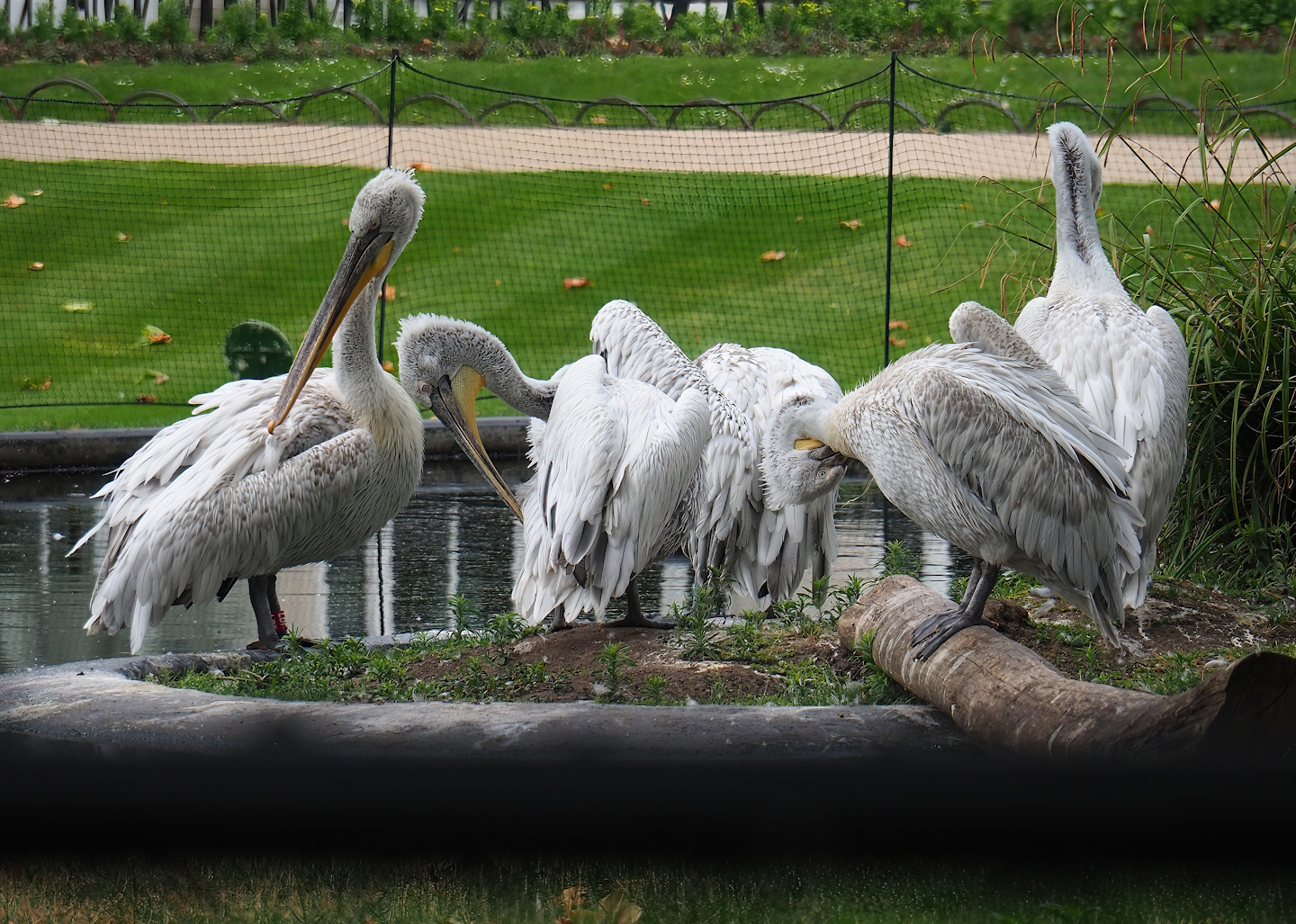 Dalmatian pelicans (Pelecanus crispus), 2023-07-02