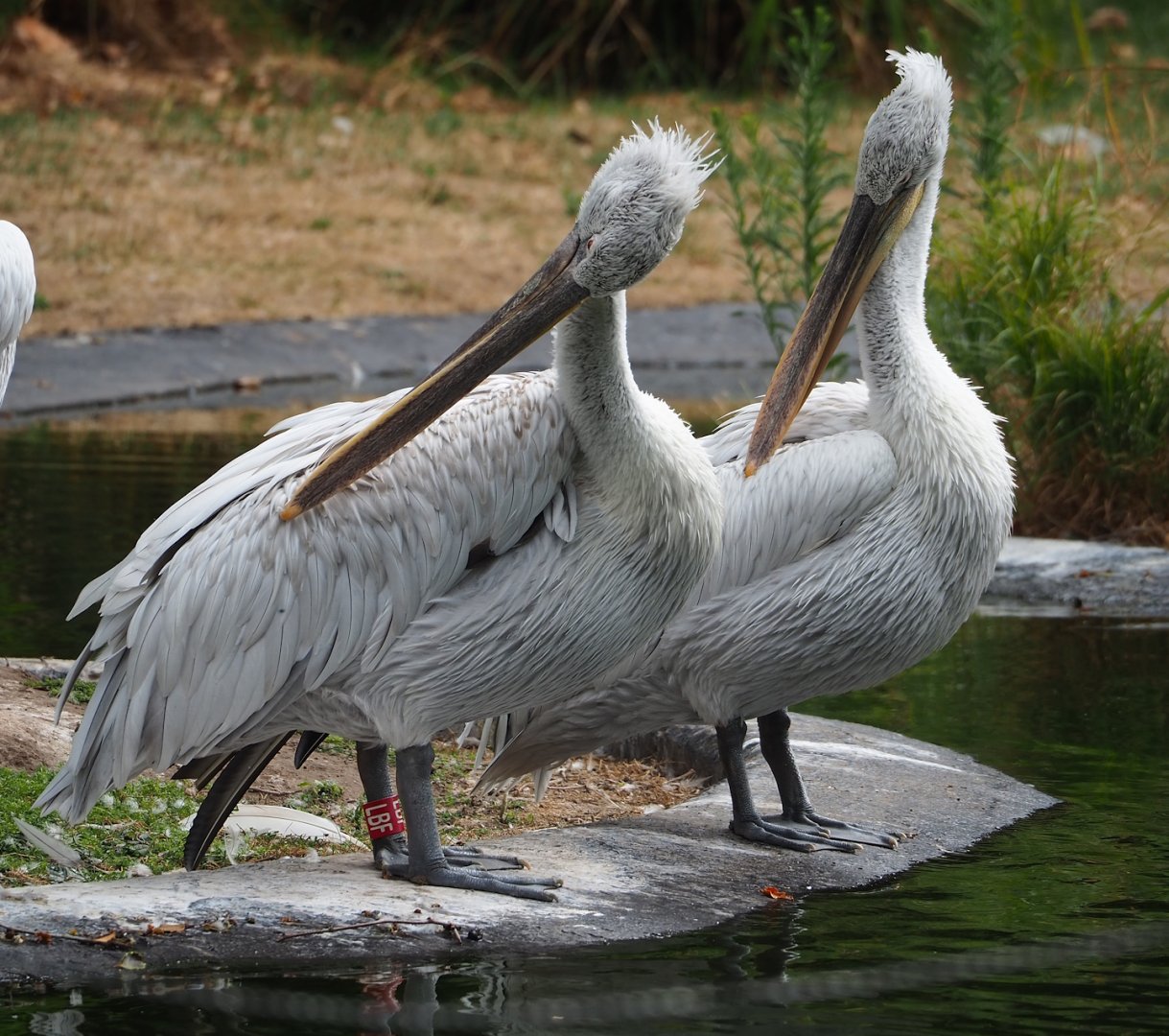 Dalmatian pelicans (Pelecanus crispus), 2023-07-22