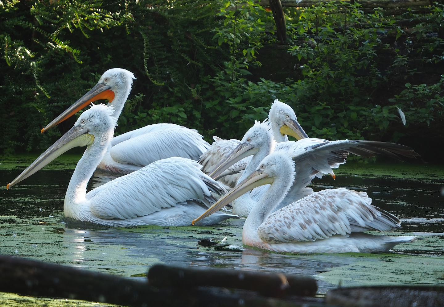 Dalmatian pelicans (Pelecanus crispus), 2023-09-24