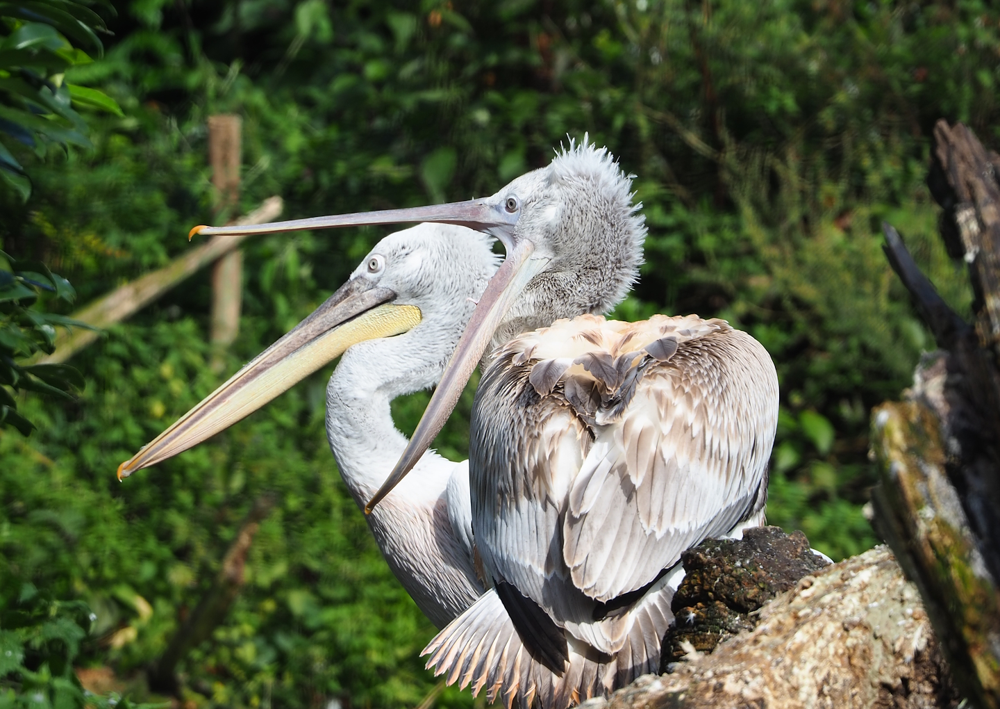Dalmatian pelicans (Pelecanus crispus), 2023-09-24