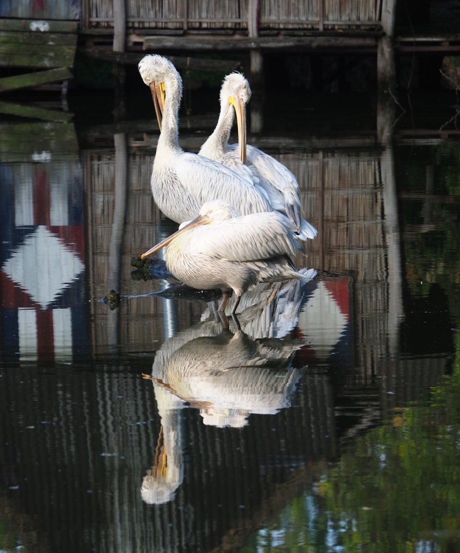 Dalmatian pelicans (Pelecanus crispus), 2023-10-04