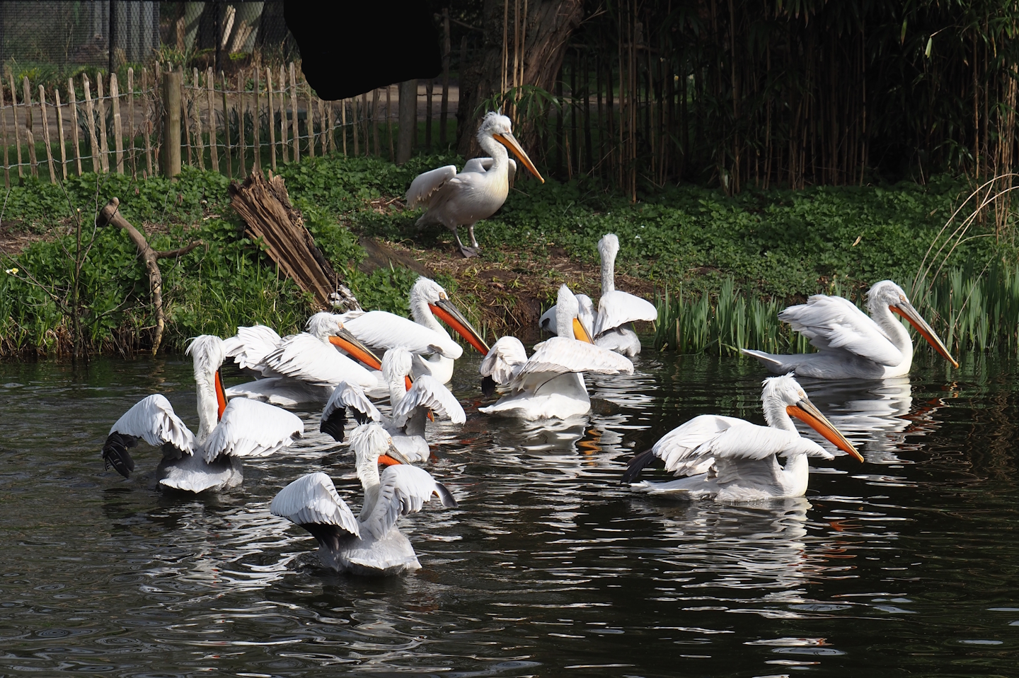 Dalmatian pelicans (Pelecanus crispus), 2024-03-20