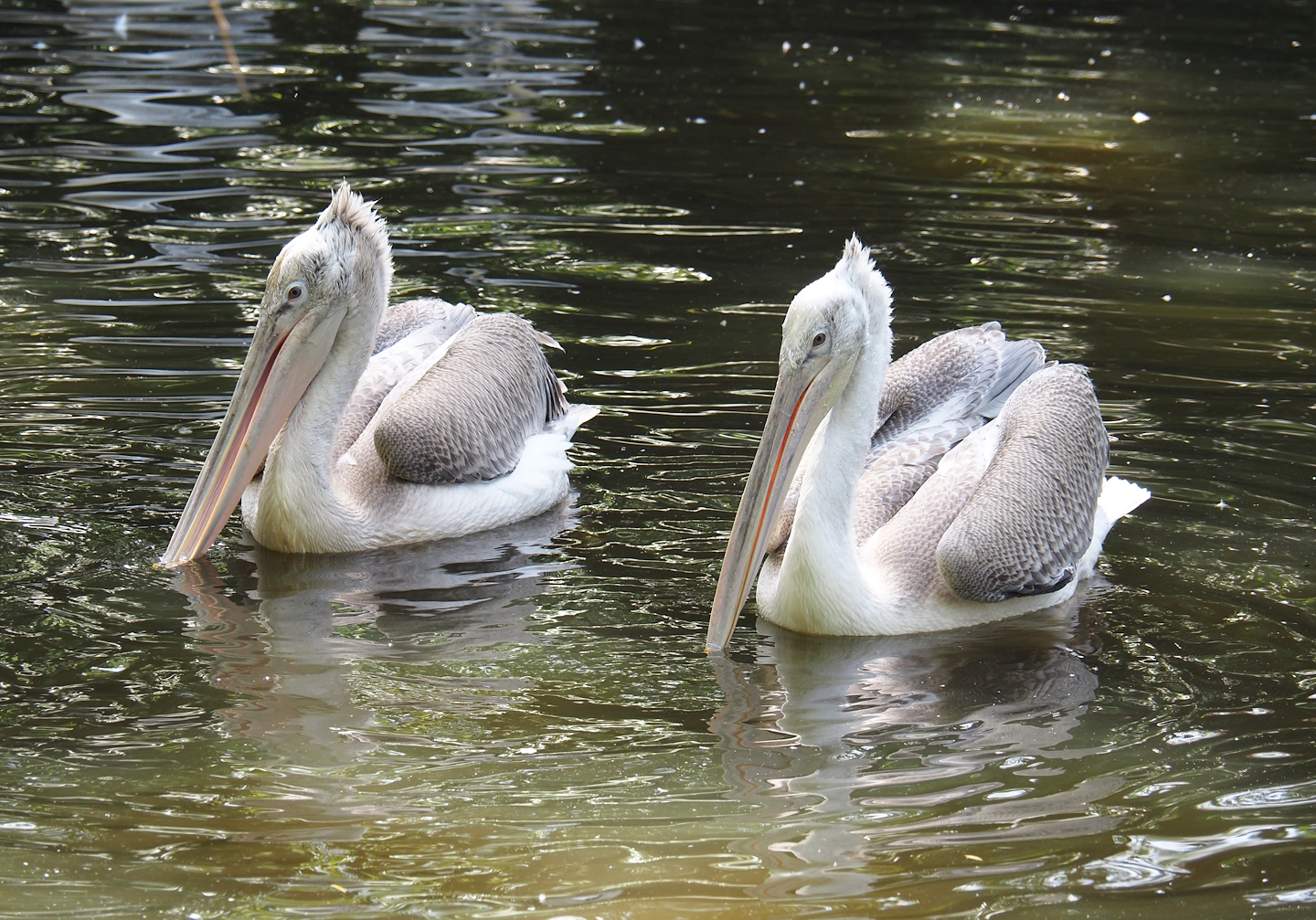 Dalmatian pelicans (Pelecanus crispus), 2024-06-30
