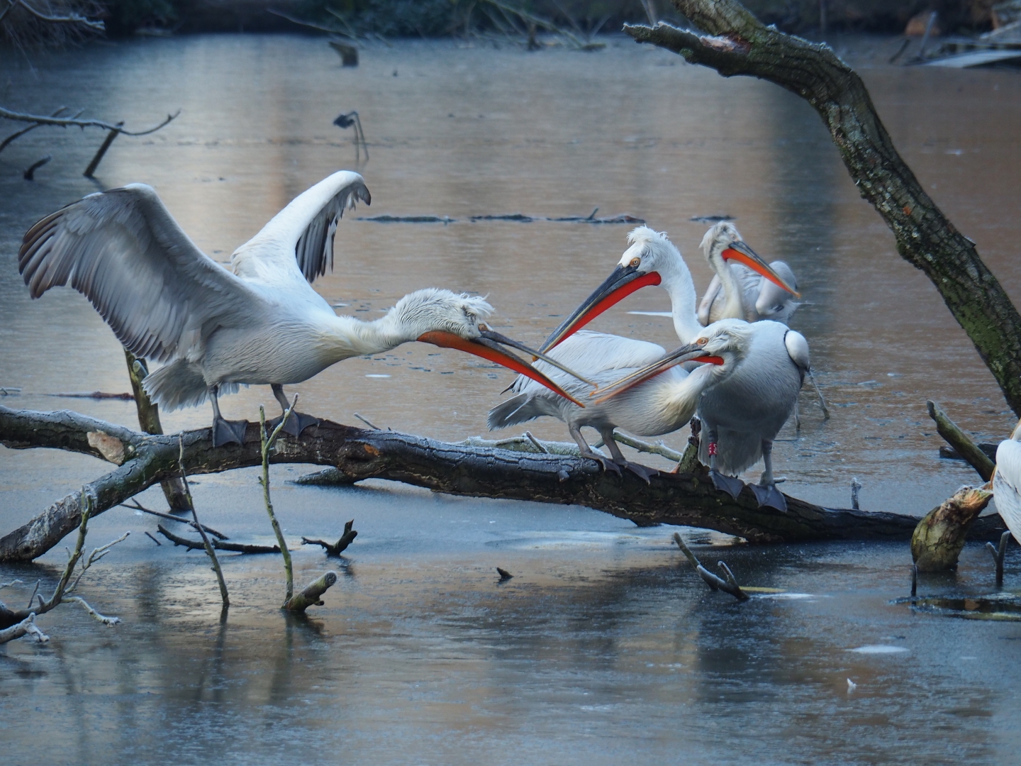 Dalmatian pelicans (Pelecanus crispus), Jan 20th, 2019