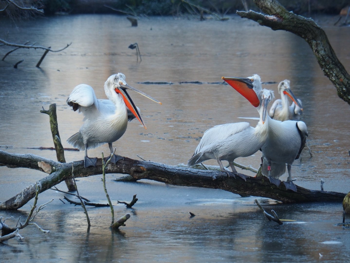 Dalmatian pelicans (Pelecanus crispus), Jan 20th, 2019