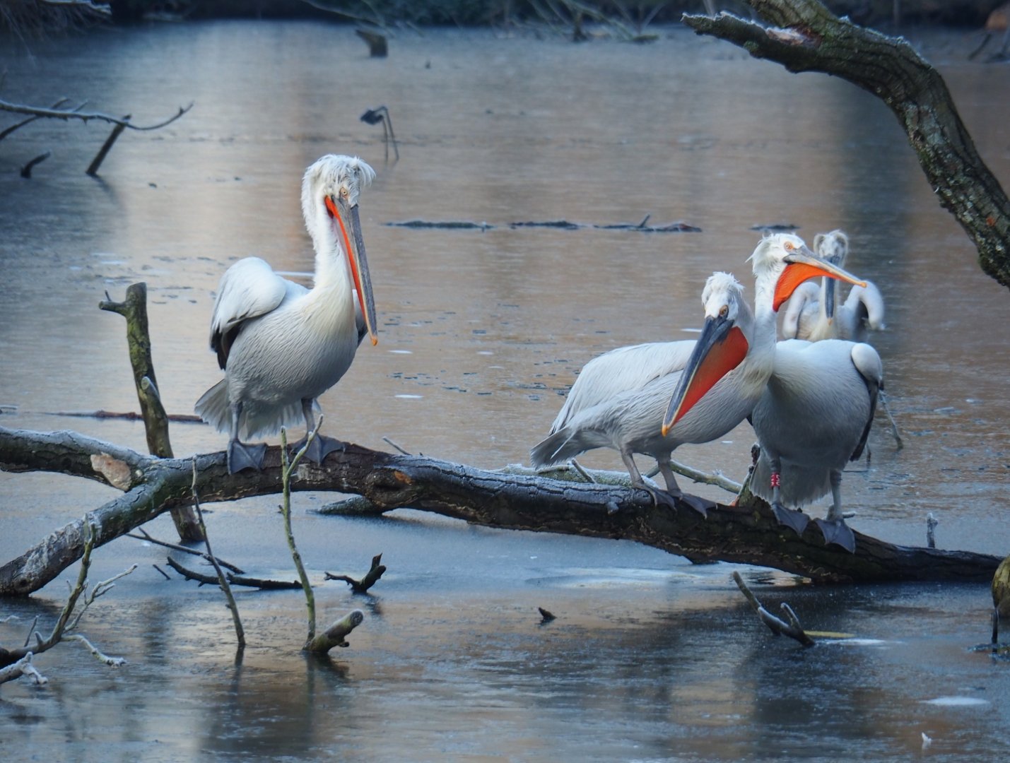 Dalmatian pelicans (Pelecanus crispus), Jan 20th, 2019