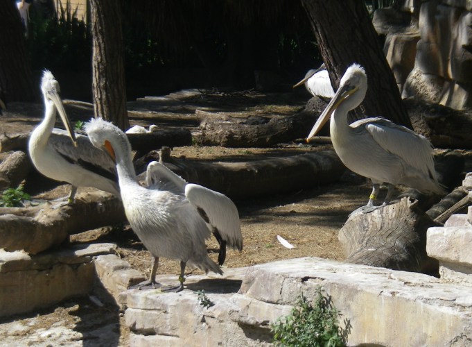 Dalmatian Pelicans (Pelecanus crispus)