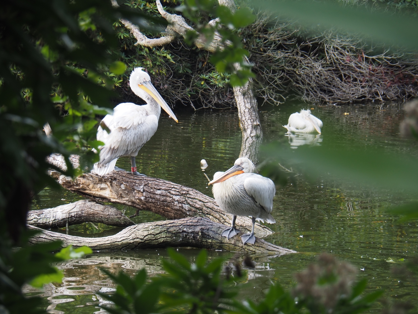 Dalmatian pelicans (Pelecanus crispus)