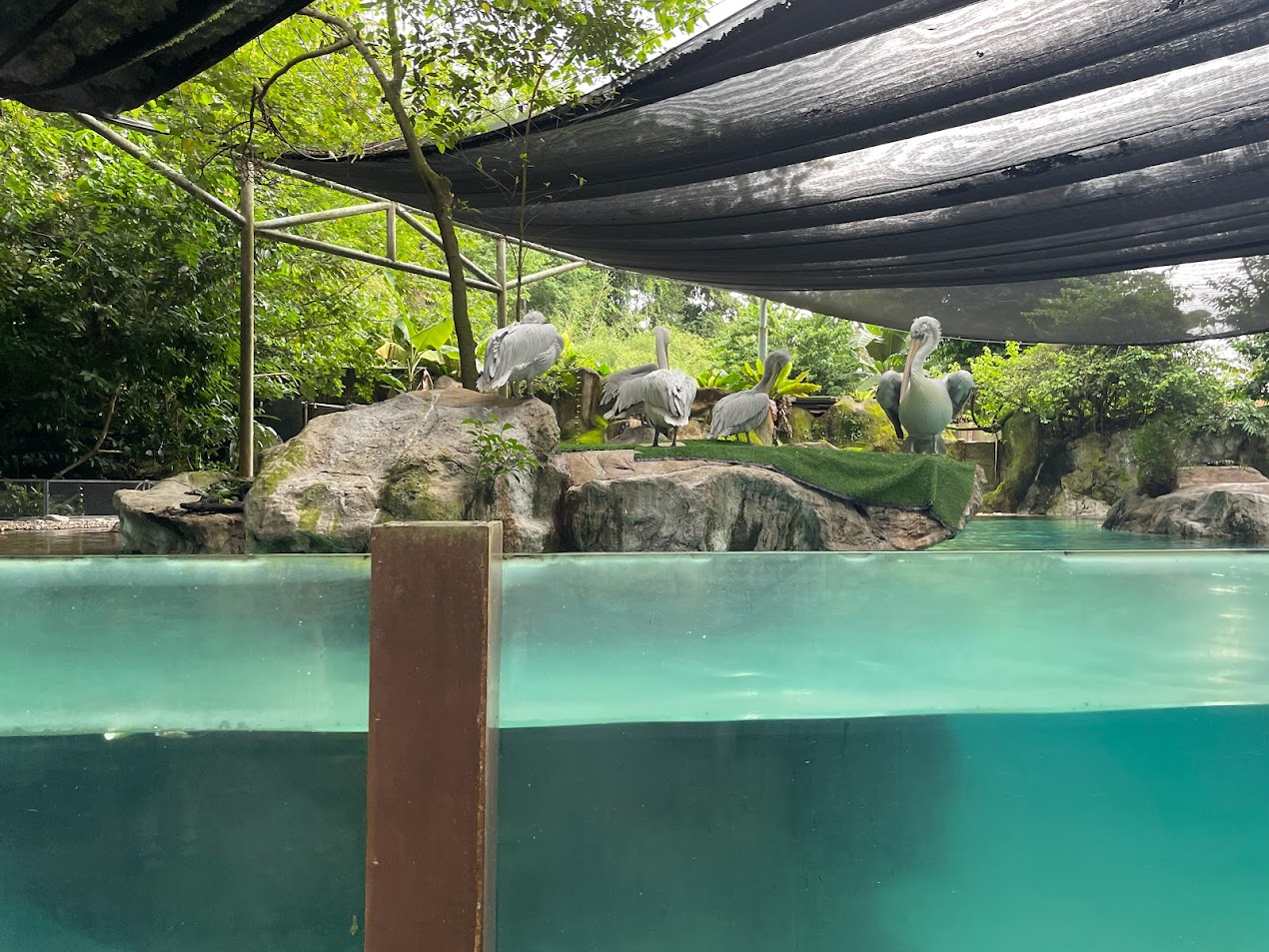 Dalmatian Pelicans (Pelecanus crispus)