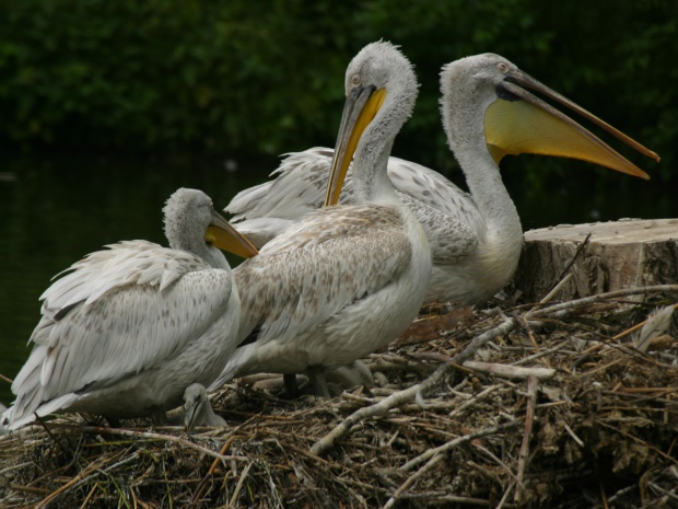 Dalmatian pelicans @ Prague zoo