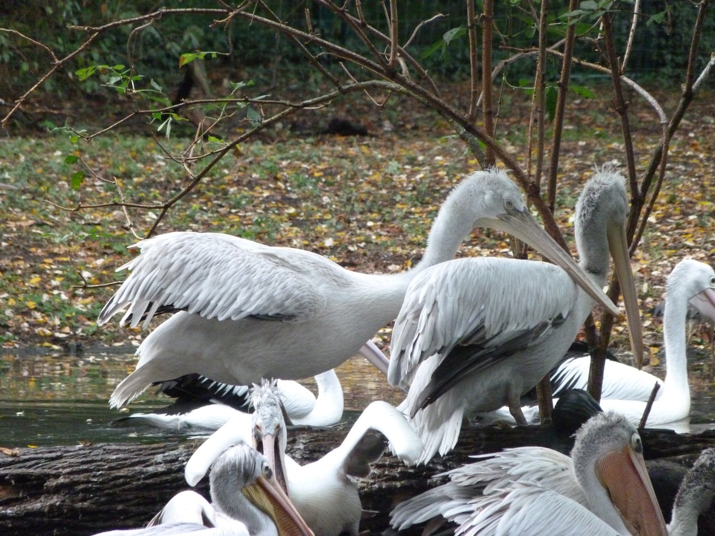 Dalmatian pelicans -Tierpark Berlin (2024)