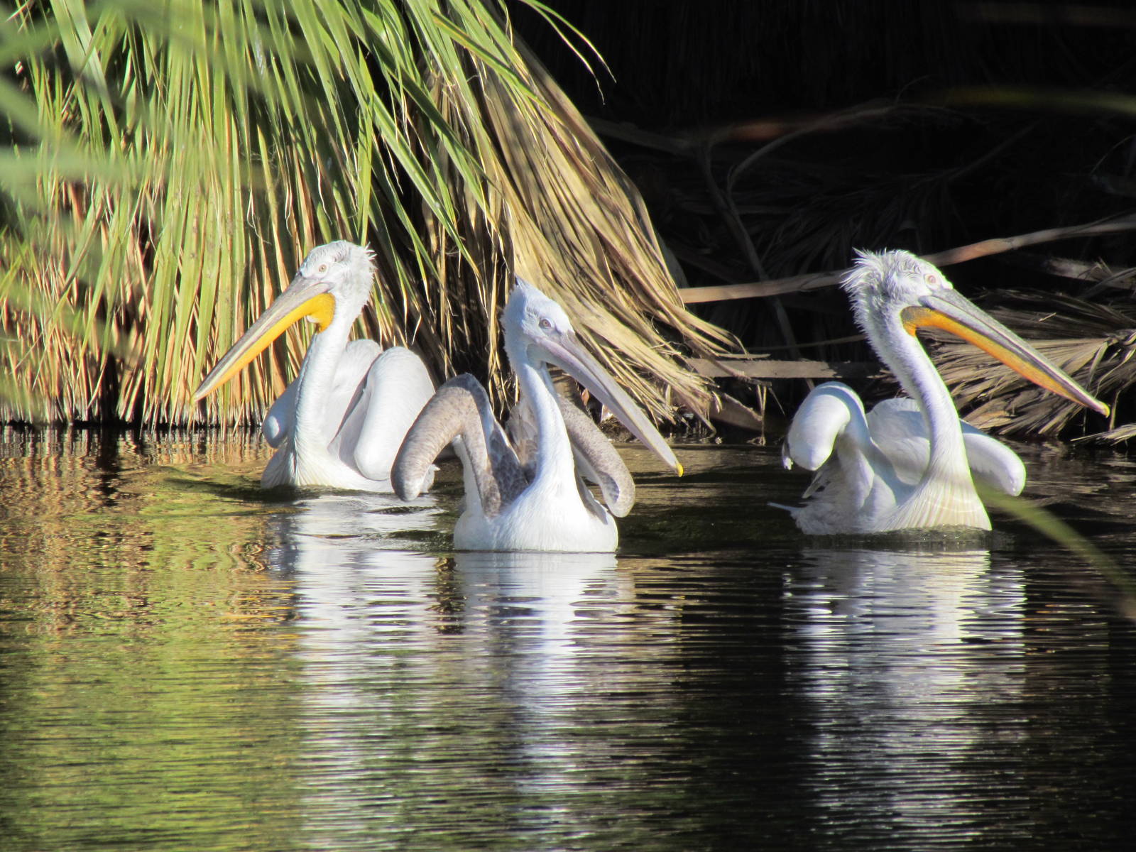 Dalmatian Pelicans