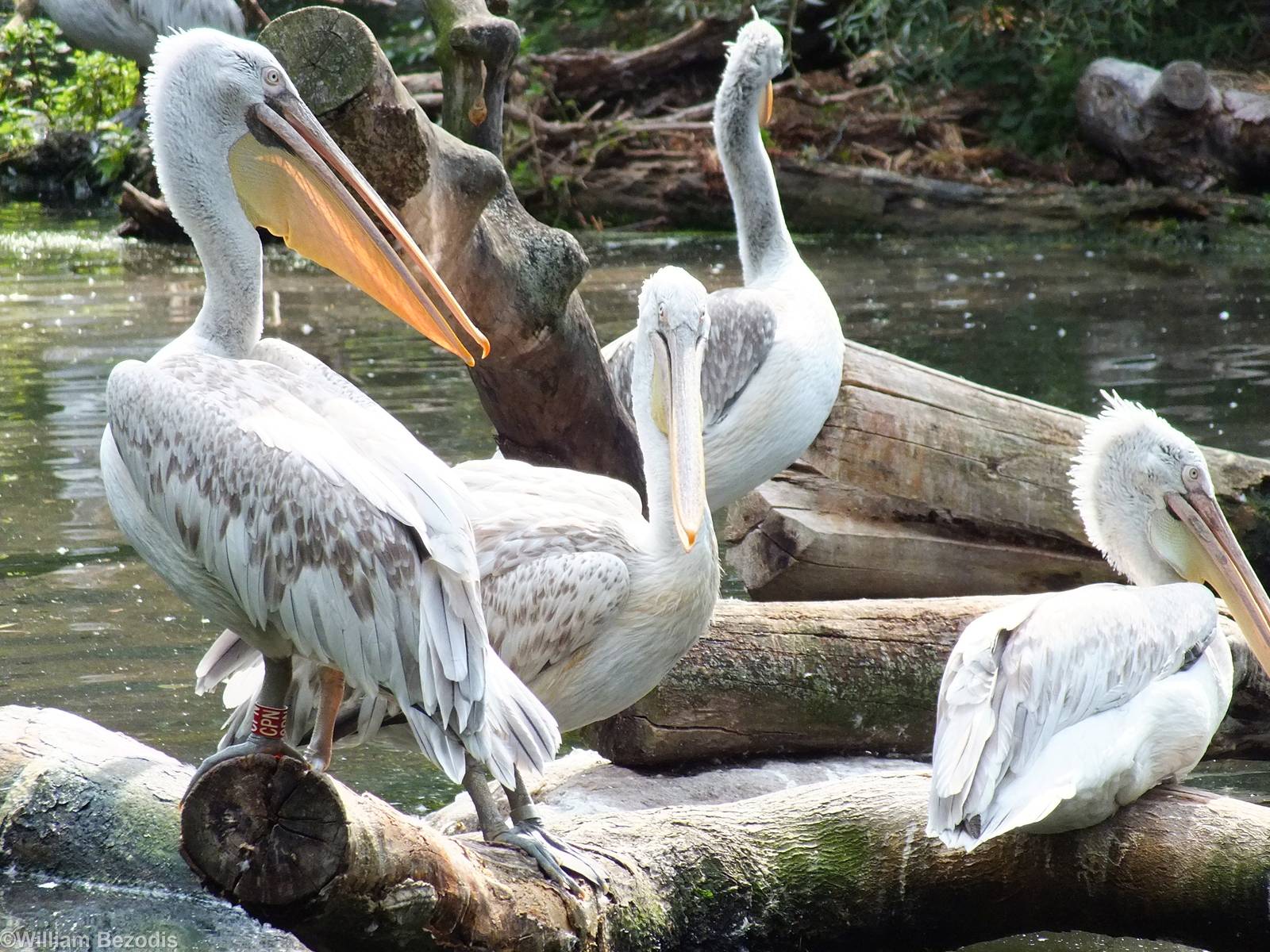 Dalmatian Pelicans