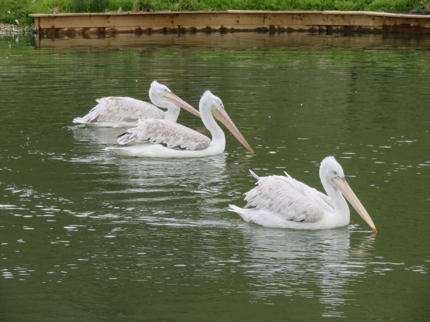 Dalmatian pelicans