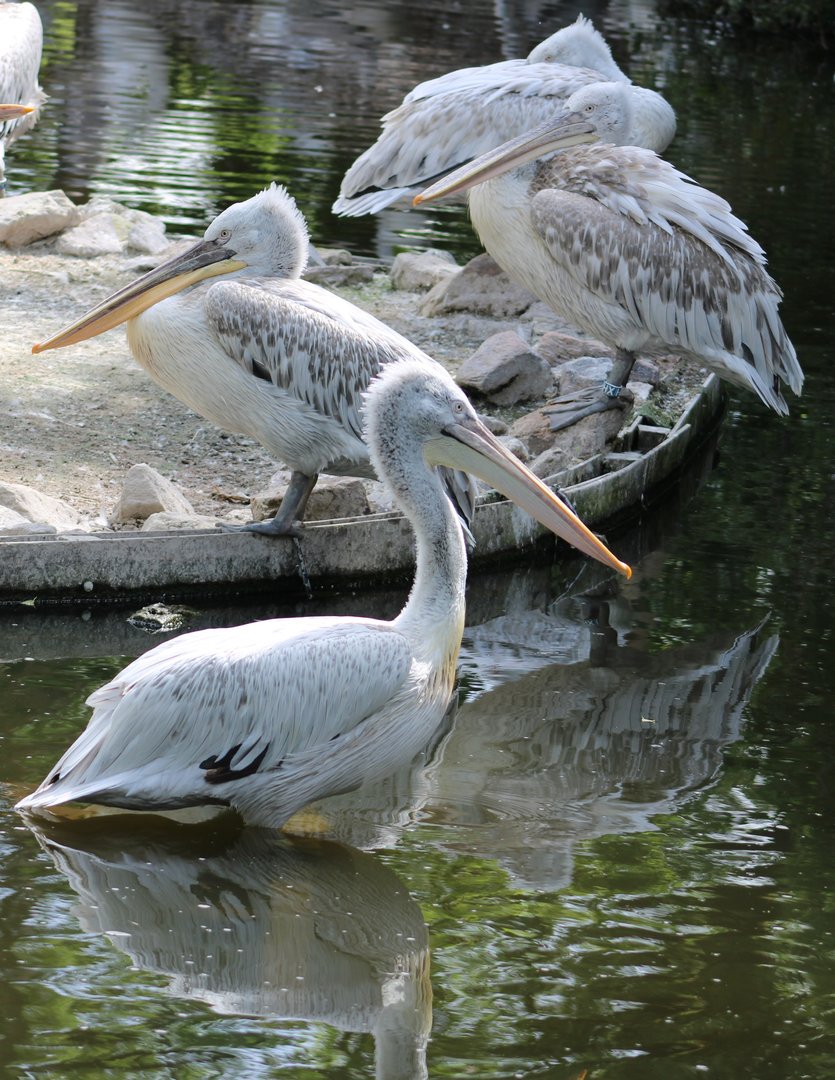 Dalmatian pelicans